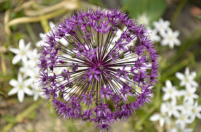 Free download Ramsons Violet Flowers -  free photo or picture to be edited with GIMP online image editor