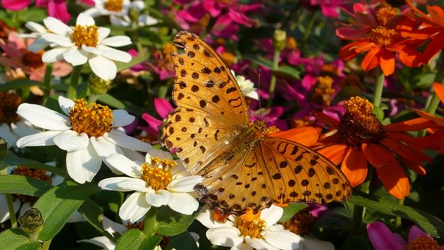 Free download Range Or Service Crape Myrtle -  free photo or picture to be edited with GIMP online image editor