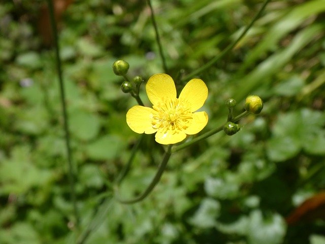 Free download Ranunculaceae Buttercup Meadow -  free photo or picture to be edited with GIMP online image editor