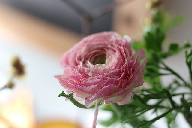 Free download Ranunculus Blossom Bloom -  free photo or picture to be edited with GIMP online image editor