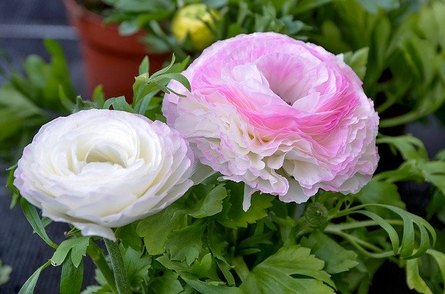 Free download Ranunculus Flower Nature -  free photo or picture to be edited with GIMP online image editor