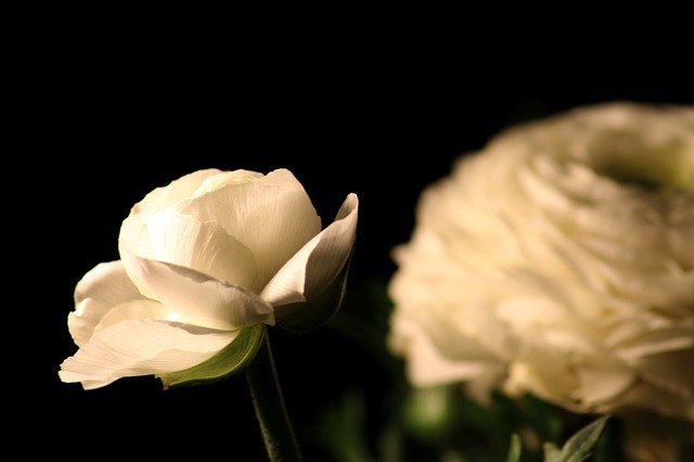 Free download Ranunculus Flowers Macro -  free photo or picture to be edited with GIMP online image editor