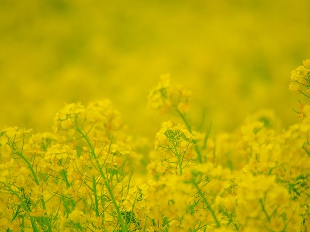 Free download Rape Blossoms Yellow Flower Garden -  free photo or picture to be edited with GIMP online image editor