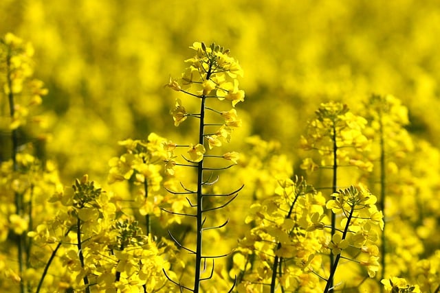 Free download rape blossom yellow oilseed rape free picture to be edited with GIMP free online image editor