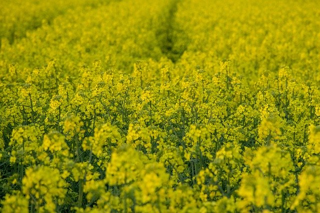 Free download Rape Flower Nature Oilseed -  free photo or picture to be edited with GIMP online image editor