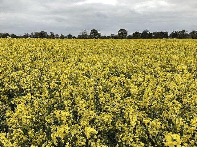 Free download Rapeseed Field Ag -  free photo or picture to be edited with GIMP online image editor