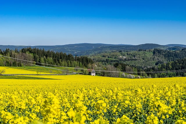 Free download rapeseed field oilseed rape free picture to be edited with GIMP free online image editor