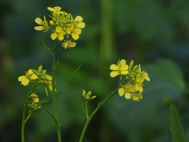 Free download Rapeseed Flowers Of Field -  free photo or picture to be edited with GIMP online image editor