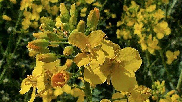 Free download Rapeseed Oil Flowers -  free photo or picture to be edited with GIMP online image editor