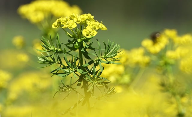 Free download rapeseed oilseed rape yellow flower free picture to be edited with GIMP free online image editor