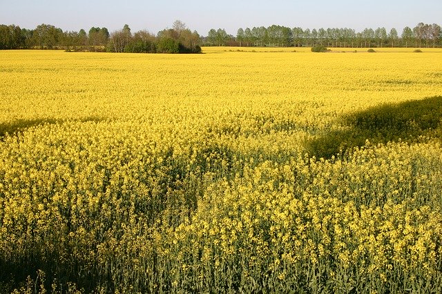 Free download Rapeseed The Cultivation Of Yellow -  free photo or picture to be edited with GIMP online image editor