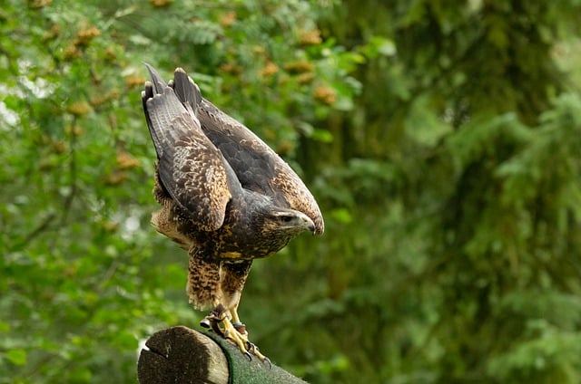 Free download raptor buzzard bird wildlife free picture to be edited with GIMP free online image editor