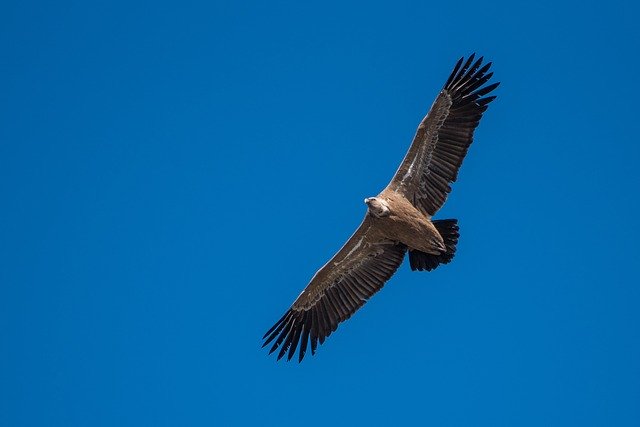 Free download Raptors Griffon Vulture -  free photo or picture to be edited with GIMP online image editor