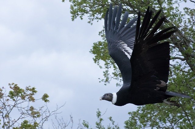 Free download Raptor Vulture Bird -  free photo or picture to be edited with GIMP online image editor