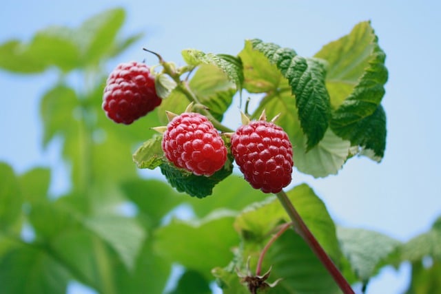 Free download raspberries fruit branches garden free picture to be edited with GIMP free online image editor