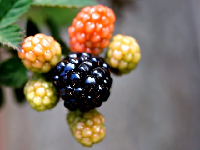 Free download raspberries fruits nature close up free picture to be edited with GIMP free online image editor