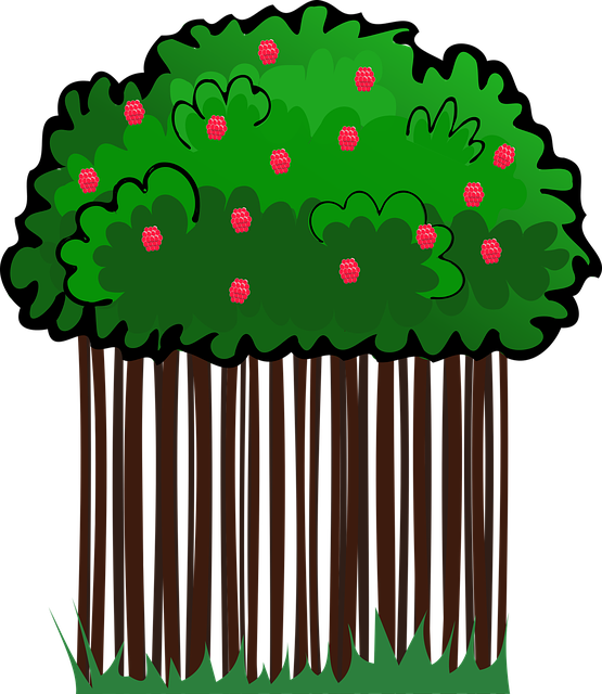 Free download Raspberries Vector - Free vector graphic on Pixabay free illustration to be edited with GIMP free online image editor