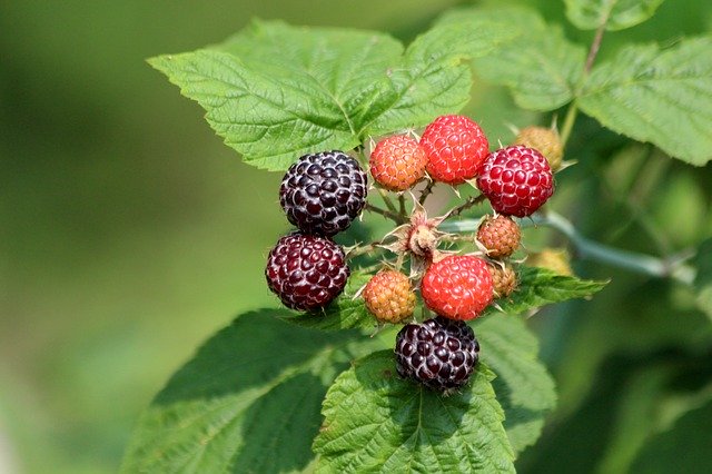 Free download Raspberry Black Plant -  free photo or picture to be edited with GIMP online image editor