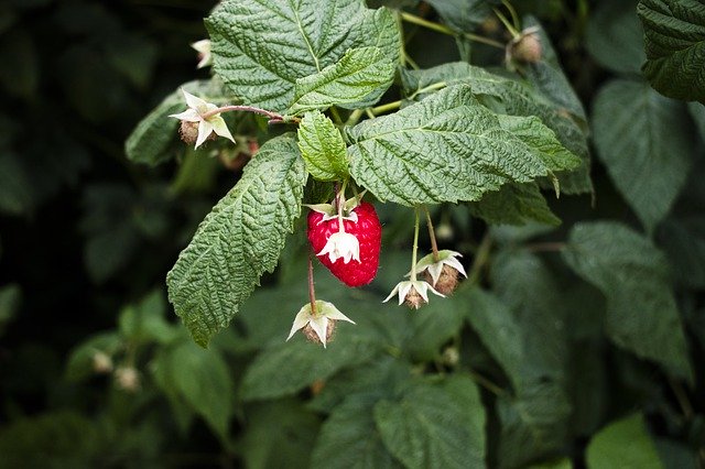 Free download Raspberry Bush Summer -  free photo or picture to be edited with GIMP online image editor