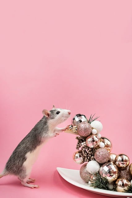 Free download rat decoration baubles celebration free picture to be edited with GIMP free online image editor