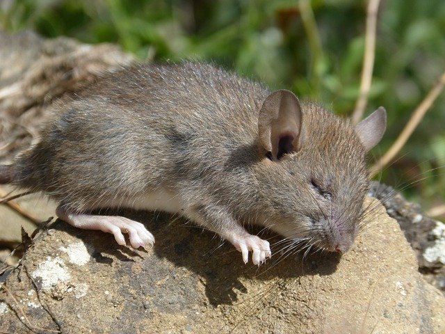 Free download Rat Field Rodent -  free photo or picture to be edited with GIMP online image editor