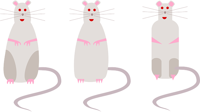 Free download Rats Mice Rodents - Free vector graphic on Pixabay free illustration to be edited with GIMP free online image editor