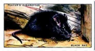 Free download Rattus Rattus Trading Cards free photo or picture to be edited with GIMP online image editor