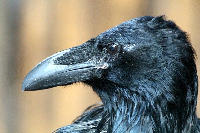 Free download Raven Corvus Corax Young -  free photo or picture to be edited with GIMP online image editor