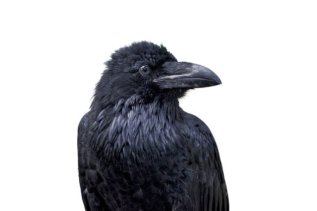 Free download raven crow black bird bird free picture to be edited with GIMP free online image editor