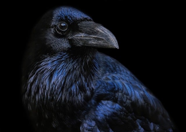 Free download raven crow black bird bird avian free picture to be edited with GIMP free online image editor