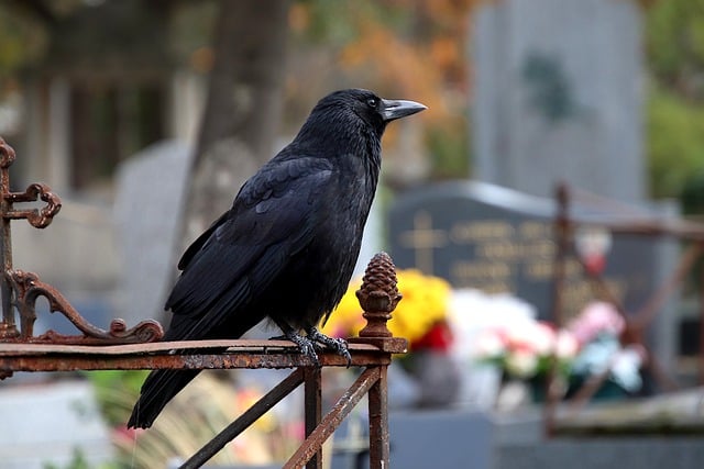 Free download raven crow corvid birds animals free picture to be edited with GIMP free online image editor