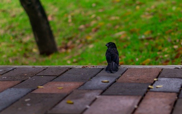 Free download Raven Ecuador Manabi -  free photo or picture to be edited with GIMP online image editor