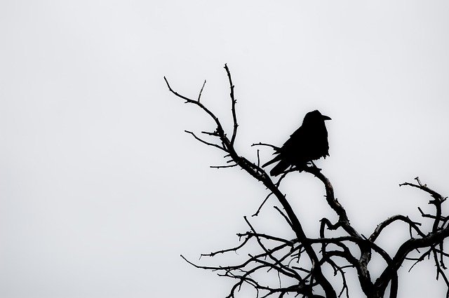 Free download Raven Tree Winter -  free free photo or picture to be edited with GIMP online image editor