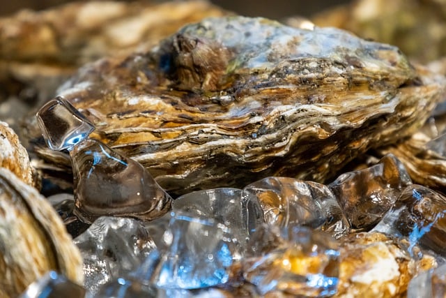 Free download raw oyster clam seafood cave food free picture to be edited with GIMP free online image editor