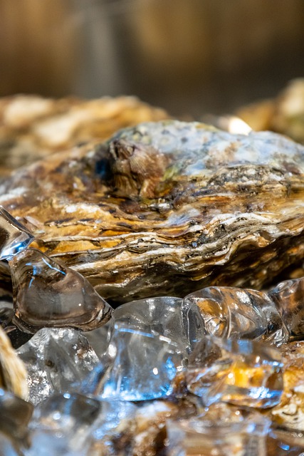 Free download raw oyster seafood clam food fresh free picture to be edited with GIMP free online image editor