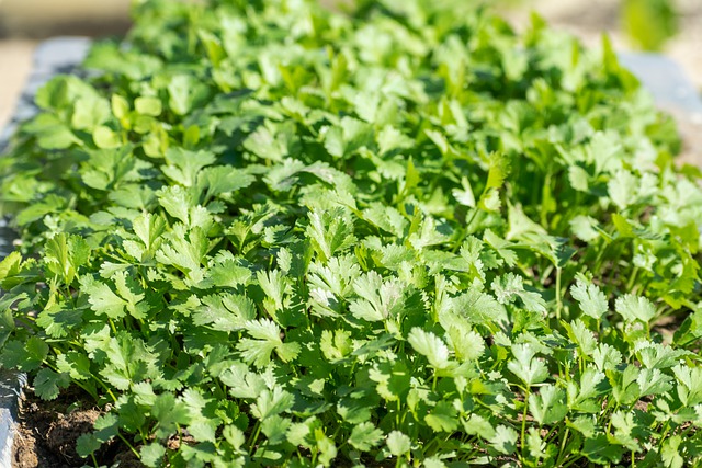 Free download real coriander cilantro herbs free picture to be edited with GIMP free online image editor