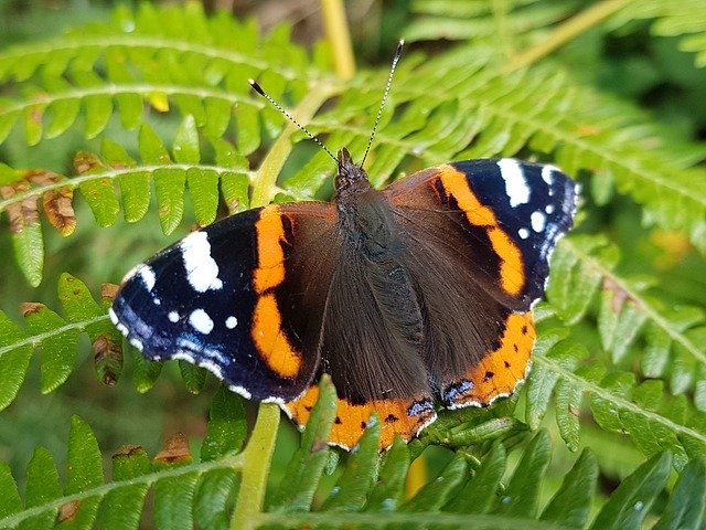 Free download Red Admiral -  free photo or picture to be edited with GIMP online image editor