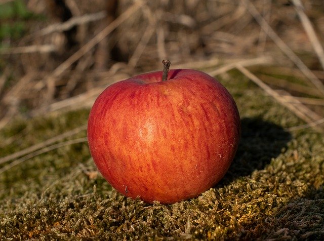 Free download Red Apple Ripe -  free photo or picture to be edited with GIMP online image editor