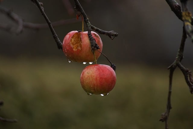 Free download red apples apples fruits background free picture to be edited with GIMP free online image editor