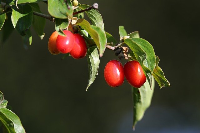 Free download red berries cornelian cherry branch free picture to be edited with GIMP free online image editor