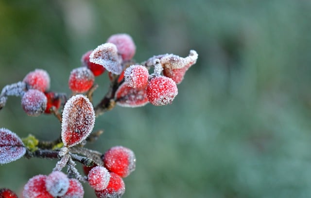 Free download red berries frost fruit ripe free picture to be edited with GIMP free online image editor