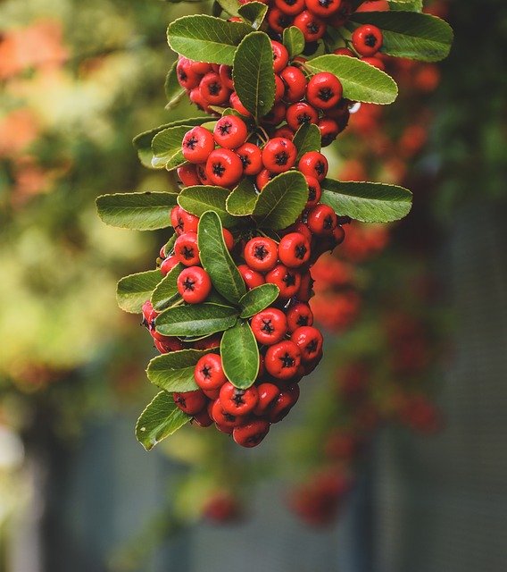 Free download Red Berries Greenery Leaves -  free photo or picture to be edited with GIMP online image editor