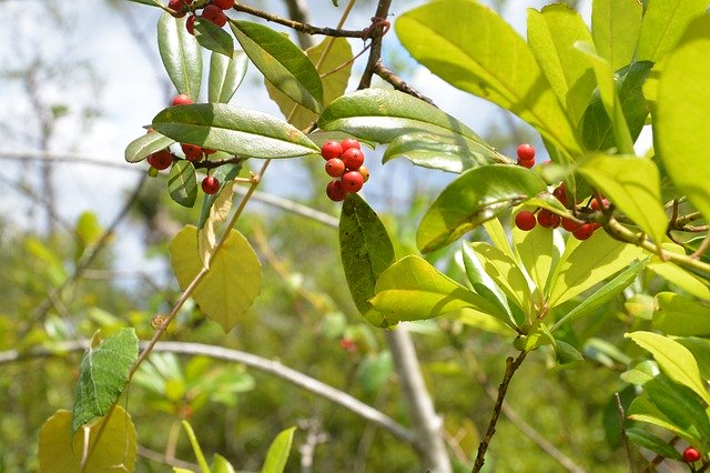 Free download Red Berries Leaves -  free photo or picture to be edited with GIMP online image editor