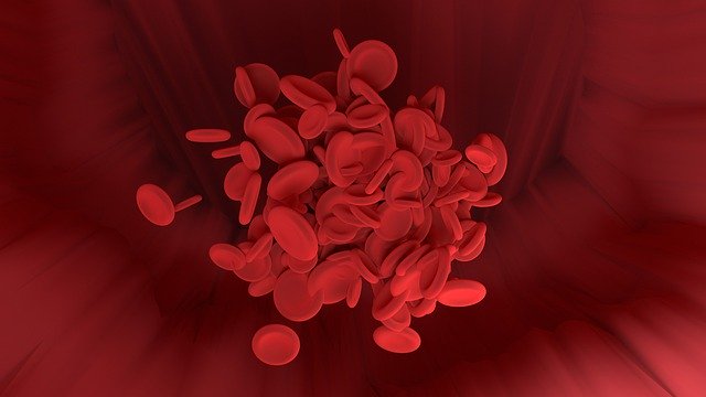 Free download Red Blood Cell Vessel Science -  free illustration to be edited with GIMP free online image editor