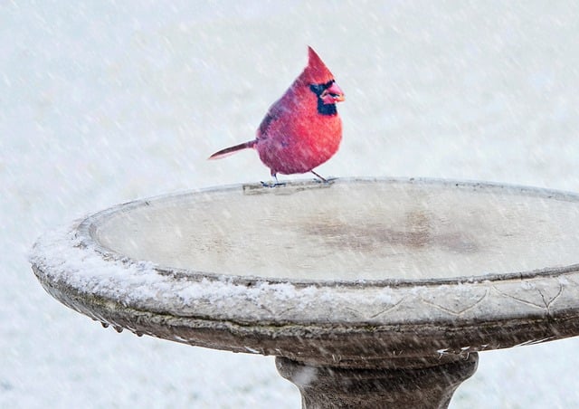 Free download red cardinal bird bath winter bird free picture to be edited with GIMP free online image editor