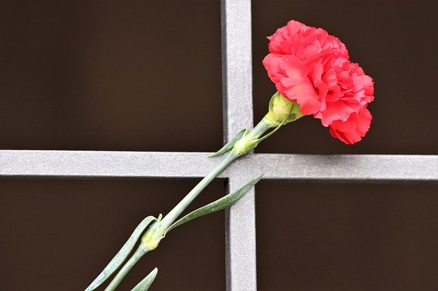 Free download Red Carnation Metal Grid Tomb -  free photo or picture to be edited with GIMP online image editor