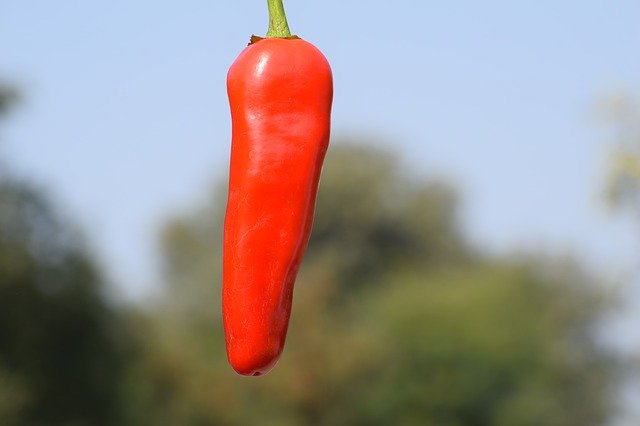 Free download Red Chili Fresh -  free photo or picture to be edited with GIMP online image editor