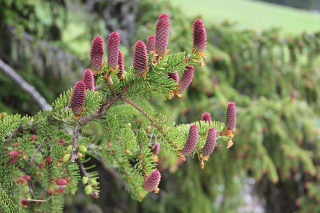 Free download Red Cone Spruce Conifer -  free photo or picture to be edited with GIMP online image editor