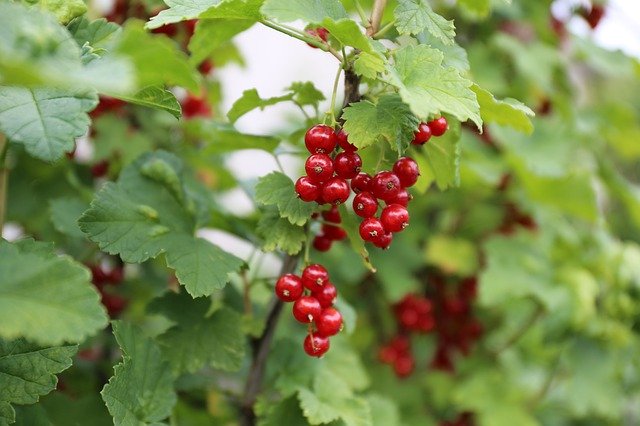 Free download Red Currant Berry -  free free photo or picture to be edited with GIMP online image editor