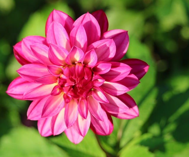 Free download red dahlias late summer flower free picture to be edited with GIMP free online image editor